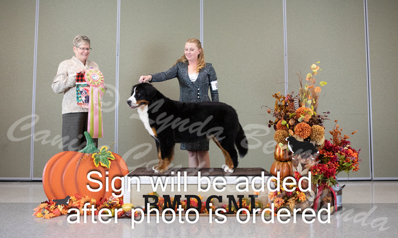 Dogshow 2024-10-25 BMDCNI Day 1--124853-2