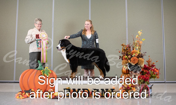 Dogshow 2024-10-25 BMDCNI Day 1--124937