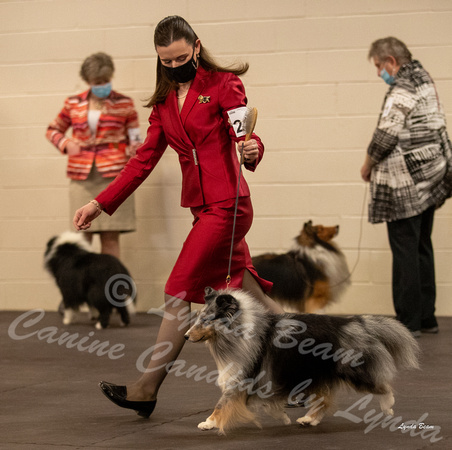 Dogshow 2022-03-05 CSSC Show 1 Candids --135304