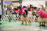 Dogshow 2016-06-18 Grayslake--111449-2