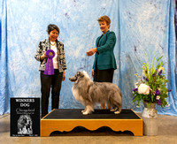 Dogshow 2025-03-01 CSSC Win Photos Day 1 --173810 copy