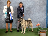 Dogshow 2022-07-03 NEINEA Win Photos --120135-3