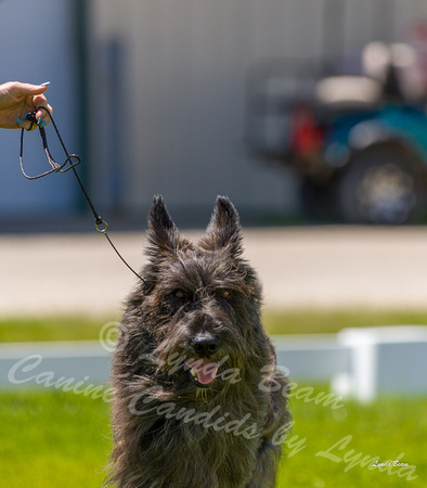Dogshow 2022-06-17 Northeastern Illinois Kennel Club--130505-3