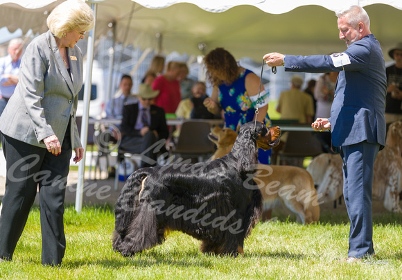 Dogshow 2022-06-17 Northeastern Illinois Kennel Club--133758