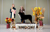 Dogshow 2024-10-27 BMDCNI Day 3--124130