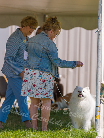 Dogshow 2022-06-19 Northeastern Illinois Kennel Club--122116