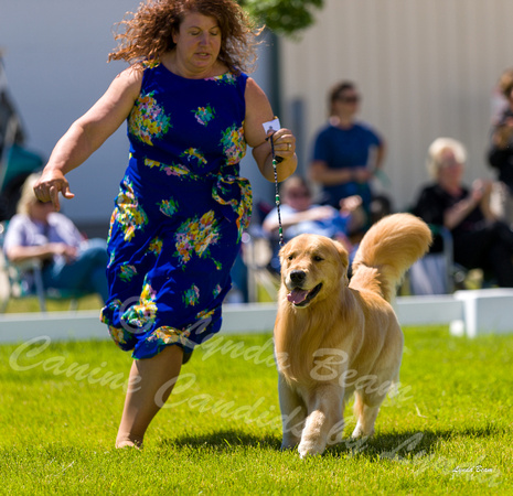 Dogshow 2022-06-17 Northeastern Illinois Kennel Club--133907-2