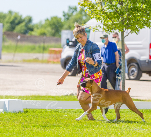 Dogshow 2022-06-17 Northeastern Illinois Kennel Club--144727-4
