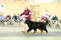 Dogshow 2017-10-28 BMDCNI Day 1--160717-2