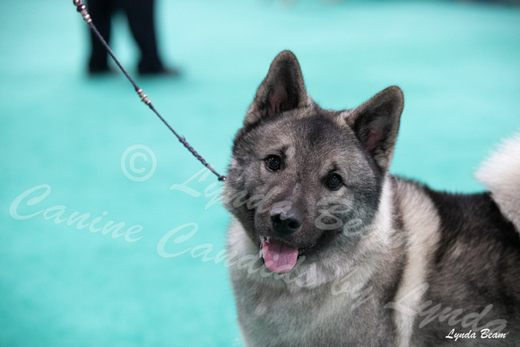 Dogshow 2024-06-30 NEINEA Candids--113627-2