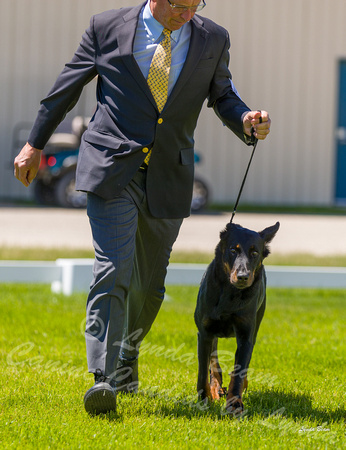 Dogshow 2022-06-17 Northeastern Illinois Kennel Club--130600-4