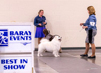 Dogshow 2022-06-12 Wheaton KC--142543