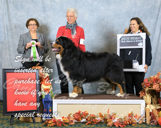 Dogshow 2016-10-30 WINS_Bernese--102849