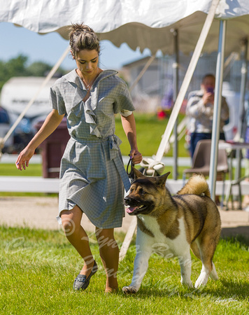 Dogshow 2022-06-17 Northeastern Illinois Kennel Club--150601-2