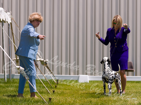 Dogshow 2022-06-19 Northeastern Illinois Kennel Club--121707