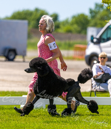 Dogshow 2022-06-17 Northeastern Illinois Kennel Club--140815-2