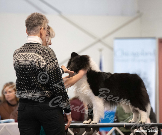 Dogshow 2025-03-02 2025 CSSC Candids --105839