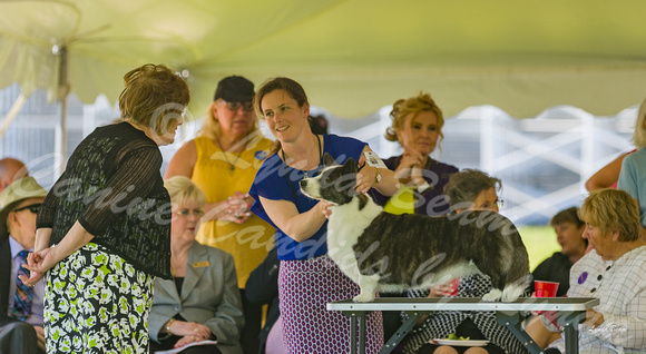 Dogshow 2022-06-17 Northeastern Illinois Kennel Club--131445