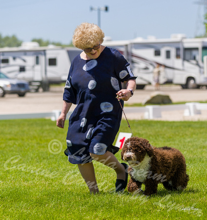 Dogshow 2022-06-17 Northeastern Illinois Kennel Club--131413-4