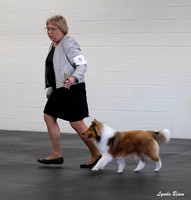 Dogshow 2025-03-01 2025 CSSC Candids --105246-2