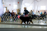 Dogshow 2017-10-29 BMDCNI Day 2--151422