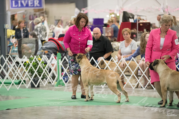 Dogshow 2016-06-18 Grayslake--111423
