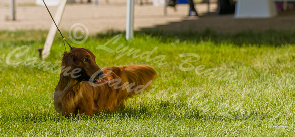 Dogshow 2022-06-17 Northeastern Illinois Kennel Club--153102-5