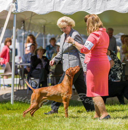 Dogshow 2022-06-17 Northeastern Illinois Kennel Club--134747