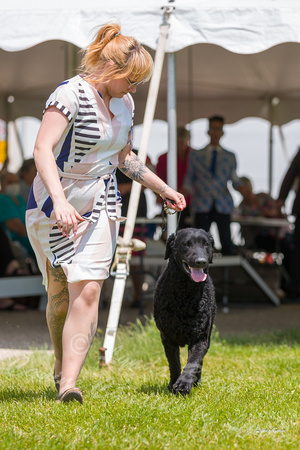 Dogshow 2022-06-19 Northeastern Illinois Kennel Club--130034-4