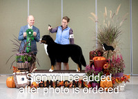 Dogshow 2024-10-26 BMDCNI Day 2--165405