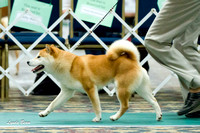 NSCA Parent Specialty (Sun) Bred by Exhibitor Dogs