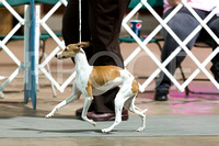 20120513 Italian Greyhounds