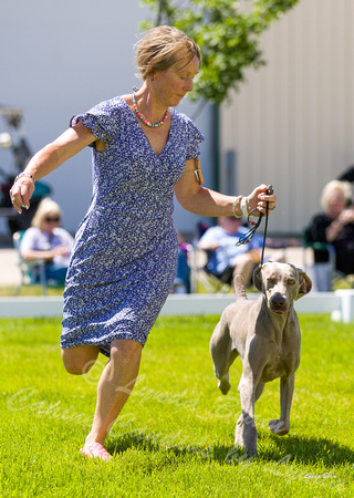 Dogshow 2022-06-17 Northeastern Illinois Kennel Club--133710-4