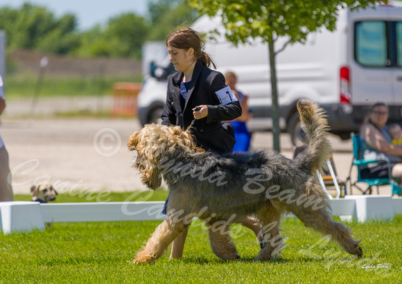 Dogshow 2022-06-17 Northeastern Illinois Kennel Club--132455-5
