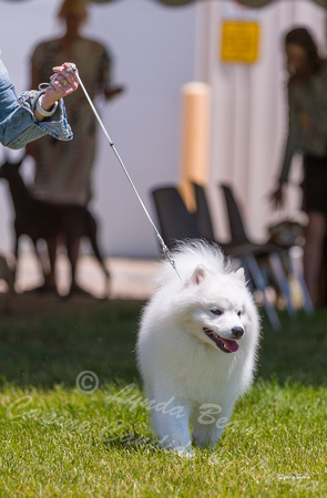 Dogshow 2022-06-19 Northeastern Illinois Kennel Club--122122