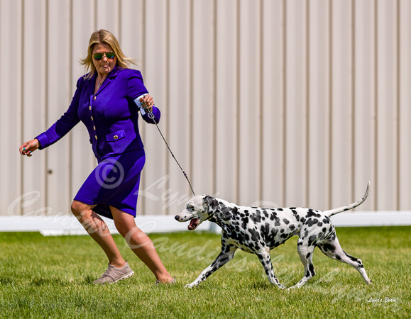 Dogshow 2022-06-19 Northeastern Illinois Kennel Club--135457-3