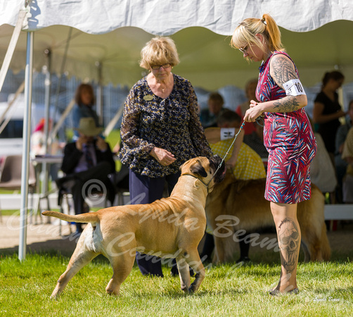 Dogshow 2022-06-17 Northeastern Illinois Kennel Club--150046