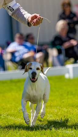 Dogshow 2022-06-17 Northeastern Illinois Kennel Club--134403-2