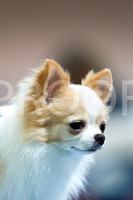 20120512 Long Coat Chihuahuas