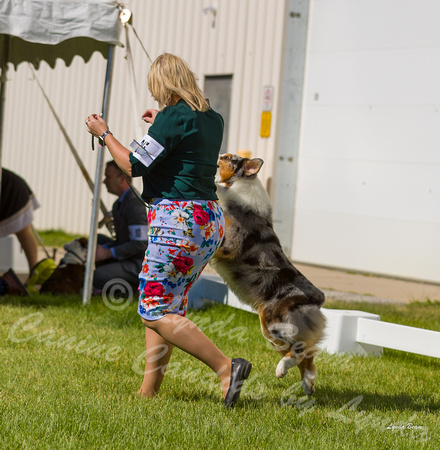 Dogshow 2022-06-17 Northeastern Illinois Kennel Club--151629-5