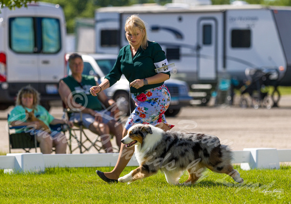 Dogshow 2022-06-17 Northeastern Illinois Kennel Club--151219