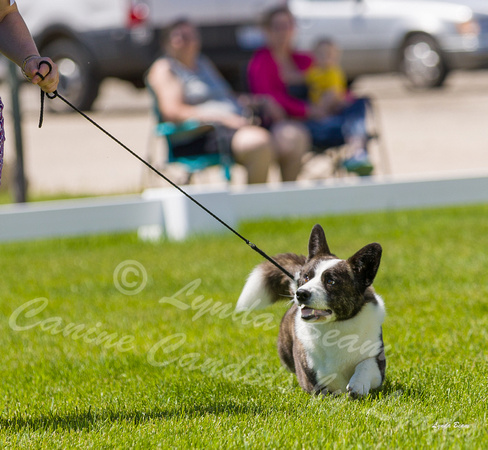 Dogshow 2022-06-17 Northeastern Illinois Kennel Club--131549-5