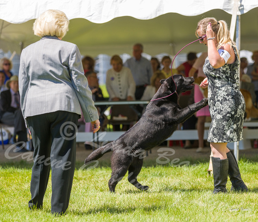 Dogshow 2022-06-17 Northeastern Illinois Kennel Club--134856