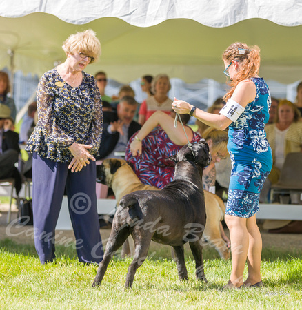 Dogshow 2022-06-17 Northeastern Illinois Kennel Club--145934