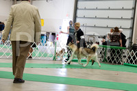 Alaskan Malamutes - Fond Du Lac KC Saturday April 21 2012