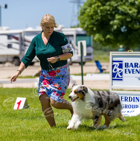 Dogshow 2022-06-17 Northeastern Illinois Kennel Club--130245-3