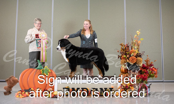 Dogshow 2024-10-25 BMDCNI Day 1--124938