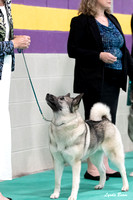 Dogshow 2024-06-30 NEINEA Candids--113326