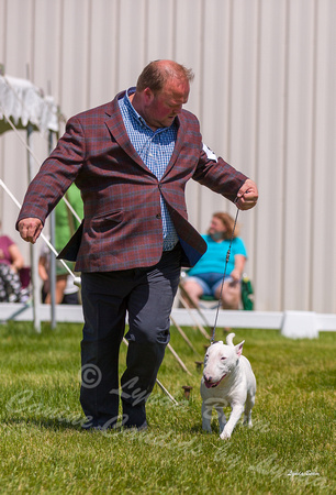 Dogshow 2022-06-19 Northeastern Illinois Kennel Club--133931