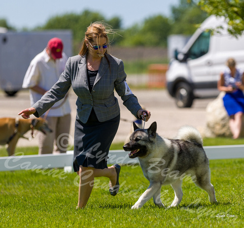 Dogshow 2022-06-17 Northeastern Illinois Kennel Club--132540-5